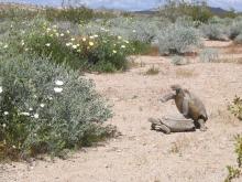 Unlike the males in the SCBI study, the female translocated tortoises reproduced successfully at the same rate as the resident females. Photo by Meagan Harless. Two desert tortoises mating in desert environment
