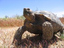 In 2008, SCBI field collaborators worked with the United States Army National Training Center at Fort Irwin to move 184 female tortoises, 293 males and 93 juveniles out of the way of the expanding base into nearby desert habitat that already had tortoises. Photo by Walde Research & Environmental Consulting. Large male tortoise standing in desert environment