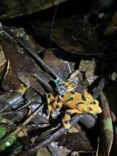 In order to monitor the released frogs over time, 30 are wearing miniature radio transmitters. The scientific team also gave each frog an elastomer toe marking that glows under ultraviolet light to mark individuals as part of a population monitoring study. A small orange variable harlequin frog, Atelopus varius, with a tracking device on its back sits in leaf litter
