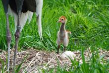 White-naped crane chick White-naped crane chick