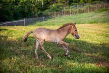 Winnie's colt at the Smithsonian Conservation Biology Institute. A Przewalski's horse colt at the Smithsonian Conservation Biology Institute.