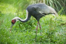 White-naped crane at the Smithsonian Conservation Biology Institute. (Photo: Smithsonian Conservation Biology Institute) White-naped crane