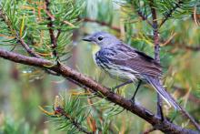 A female Kirtland's warbler. A female Kirtland's warbler songbird perched on the branch of a jack pine tree