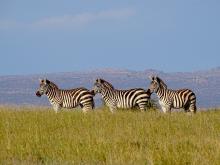 Plains zebras are one of the large wild herbivore species threatened by increasing numbers of livestock in Laikipia County, Kenya. Three plains zebras stand in tall grasses in Laikipia Kenya. The zebras stand in a line, and rolling hills with trees and buildings can be seen in the background.