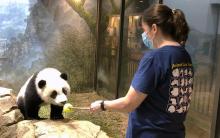 May 20, 2021 | Giant panda cub Xiao Qi Ji follows a training target (ball on the end of a dowel) held by assistant curator Laurie Thompson. Giant panda cub Xiao Qi Ji touches his nose to a "target" training tool, held by assistant curator of giant pandas Laurie Thompson.