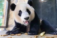Sept. 30, 2021: Although Xiao Qi Ji nurses for comfort from time to time, the majority of his diet is made up of bamboo, fruit and high fiber biscuits. He receives his own diet twice a day. Giant panda Xiao Qi Ji eats leafeater biscuits and sugar cane.