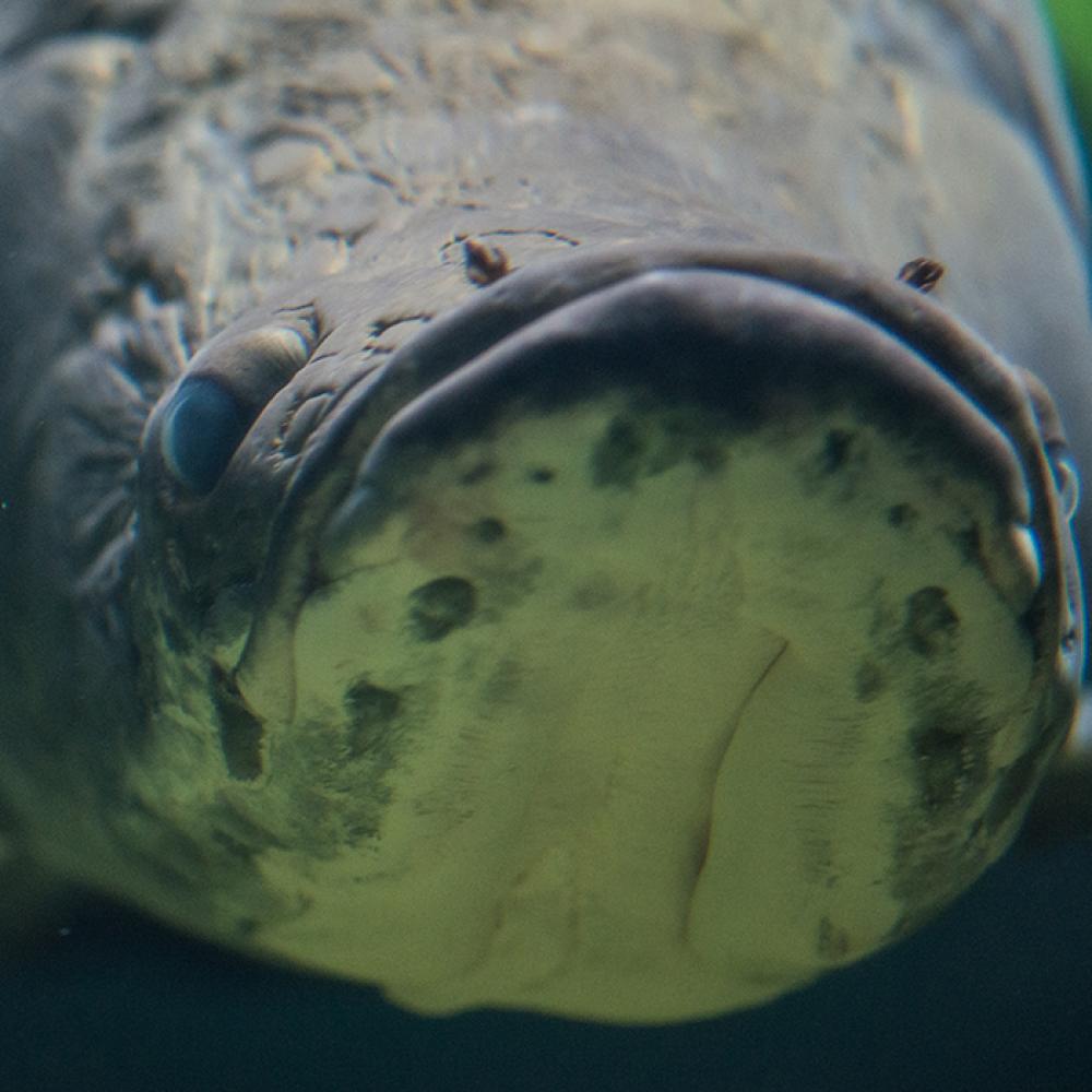 Front view of an arapaima's head.