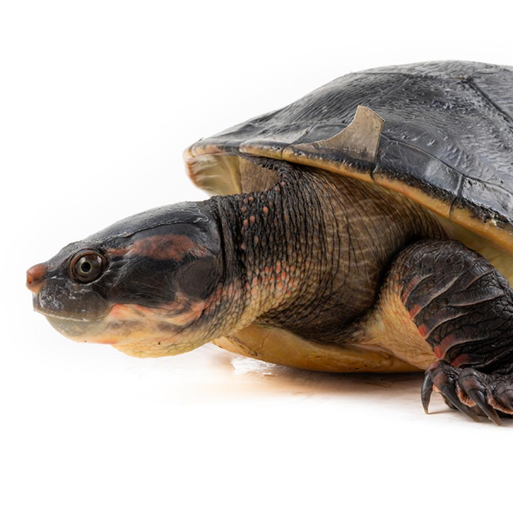 Dark brown turtle with a big head.