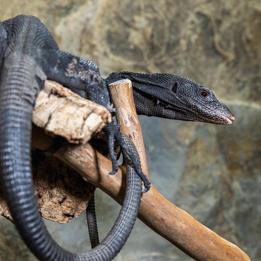 Black tree monitor at the Reptile Discovery Center