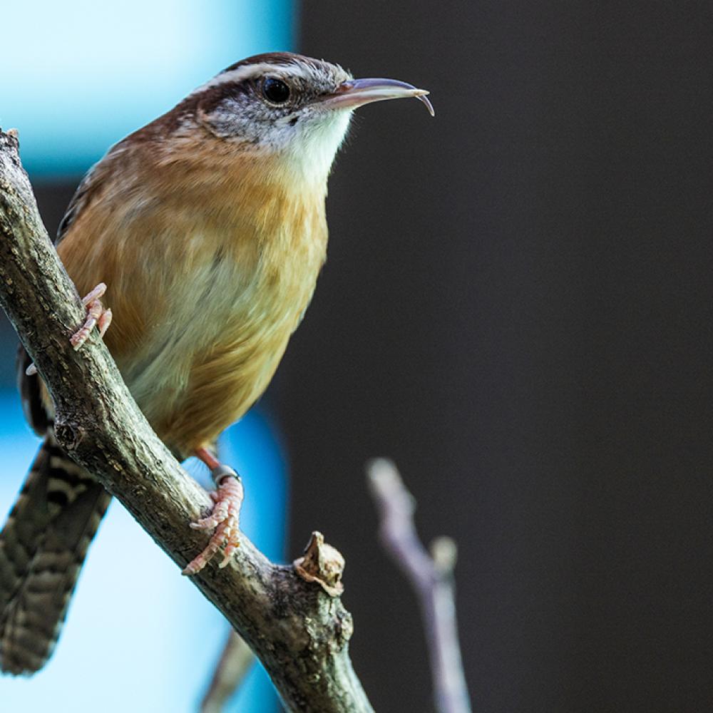 Carolina wren in the Bird House
