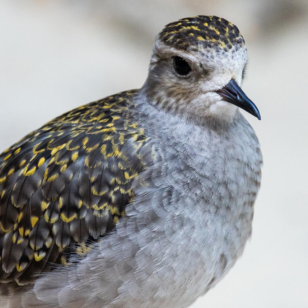 Golden plover with wings tucked in