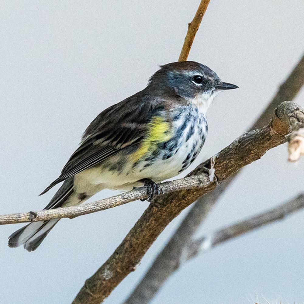 Yellow-rumped warbler at the Bird House