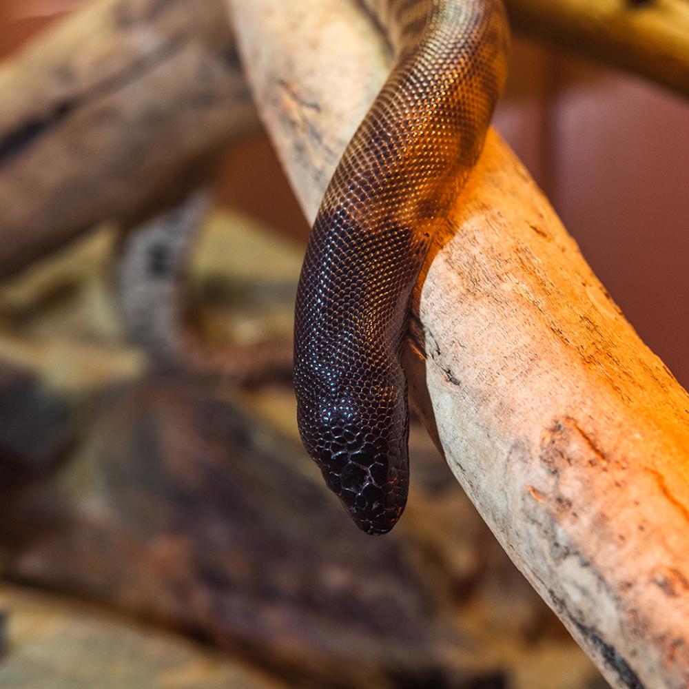 A snake with a black head and brown body