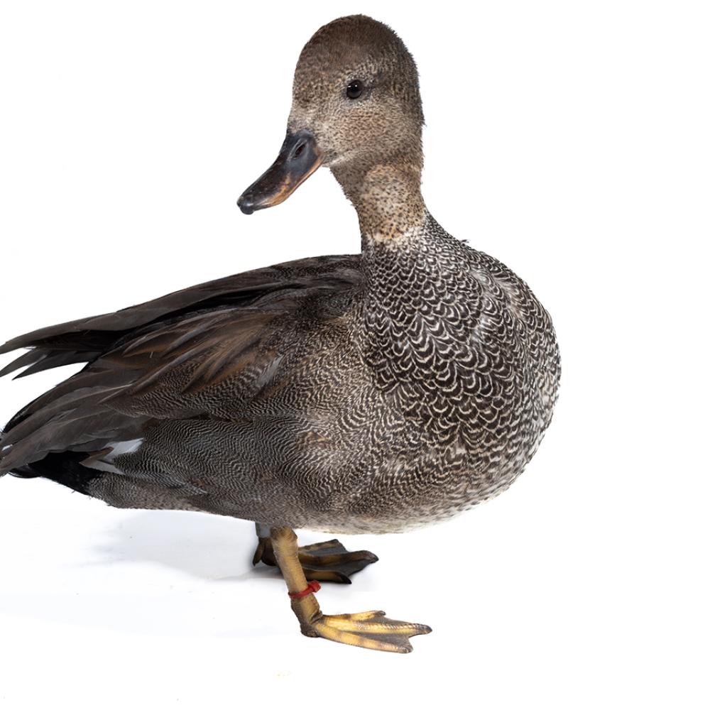 A large brownish-gray duck.