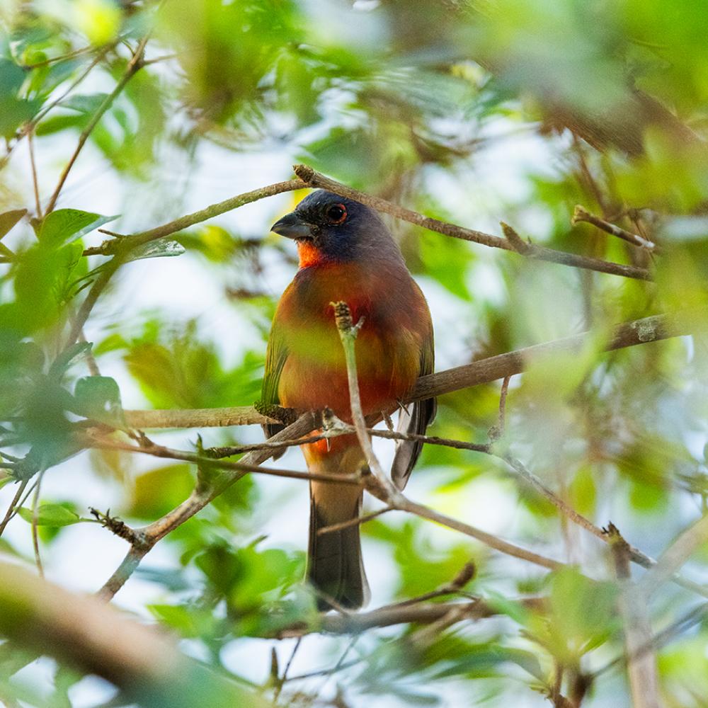 Painted bunting on a tree branch.