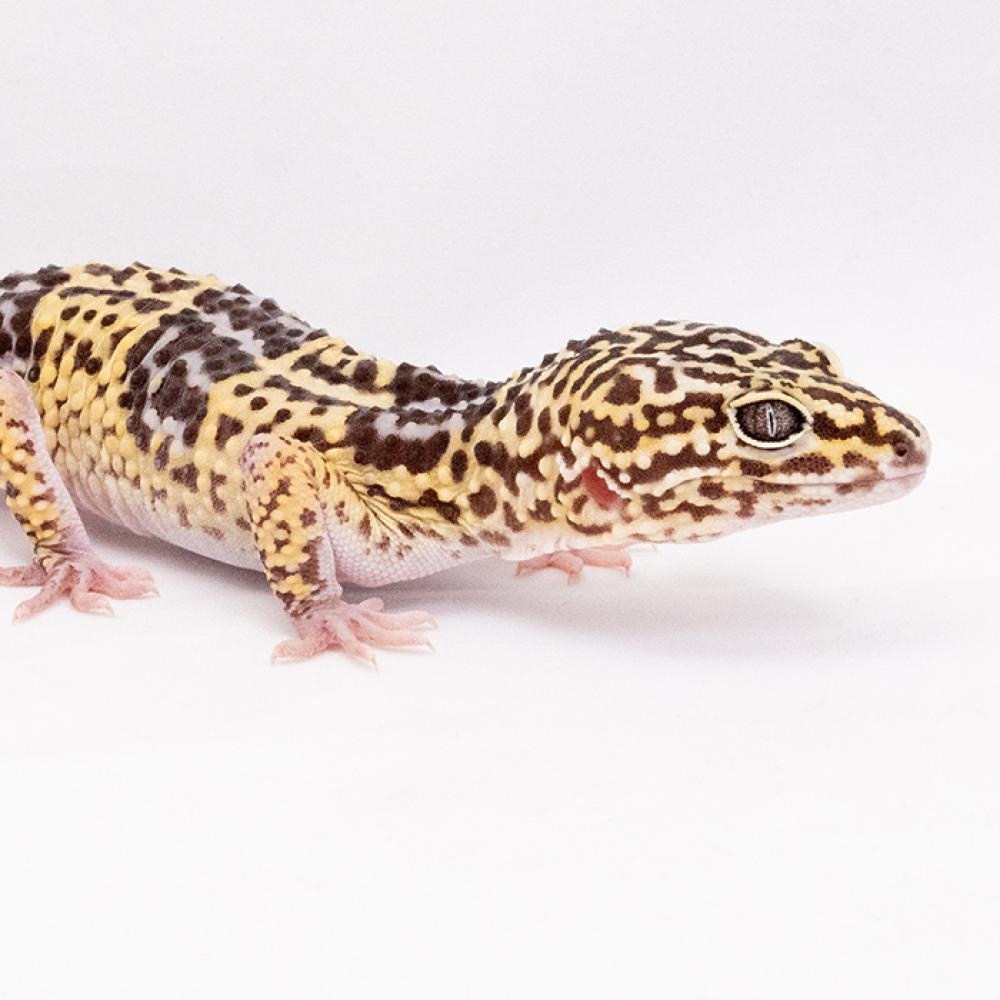 A small reptile, called an Iranian gecko, with short limbs, a thick striped tail and mottled brown and yellow patterning