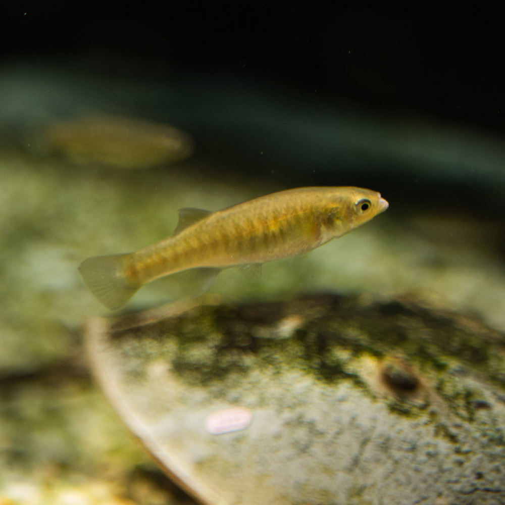 A mummichog, a small, thin, tan-colored fish, swims through salty waters.