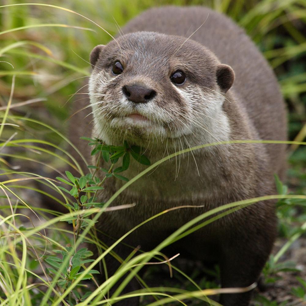 An Asian small-clawed otter in the grass. It is a weasel-like animal with small ears, whiskers, sleek, coarse fur, and a long tail.
