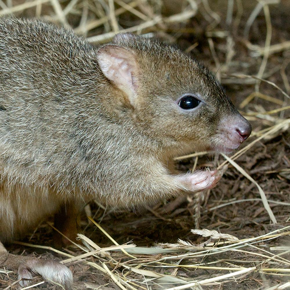 Furry brown small mammal that vaguely resembles a rabbit