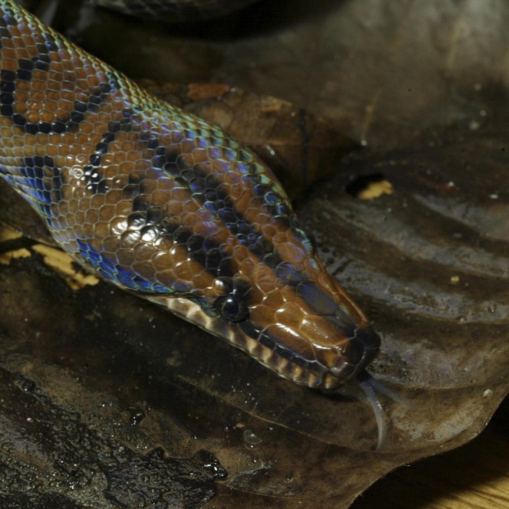 Olive snake with black outlines of circles on its back