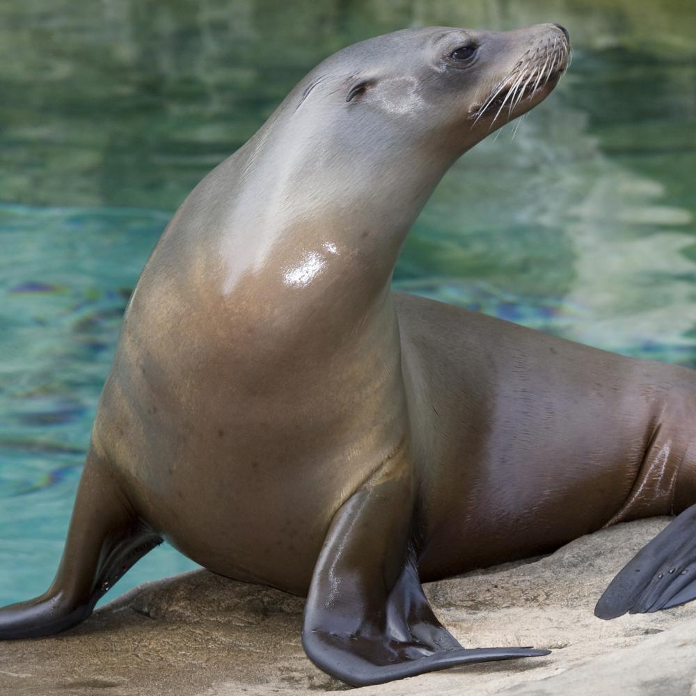 Sea lion standing on a rock with its blackish flippers visible
