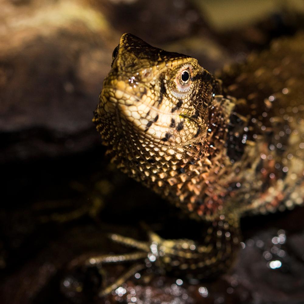 A Chinese alligator lizard standing on a rock in the water