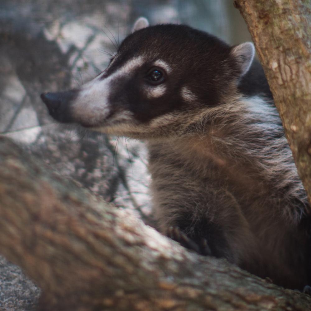 coati on a branch