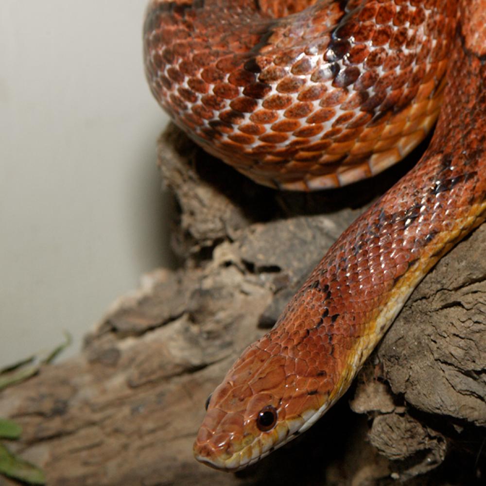 A red-orange snake with dark red spots, called a corn snake, moving over a piece of wood