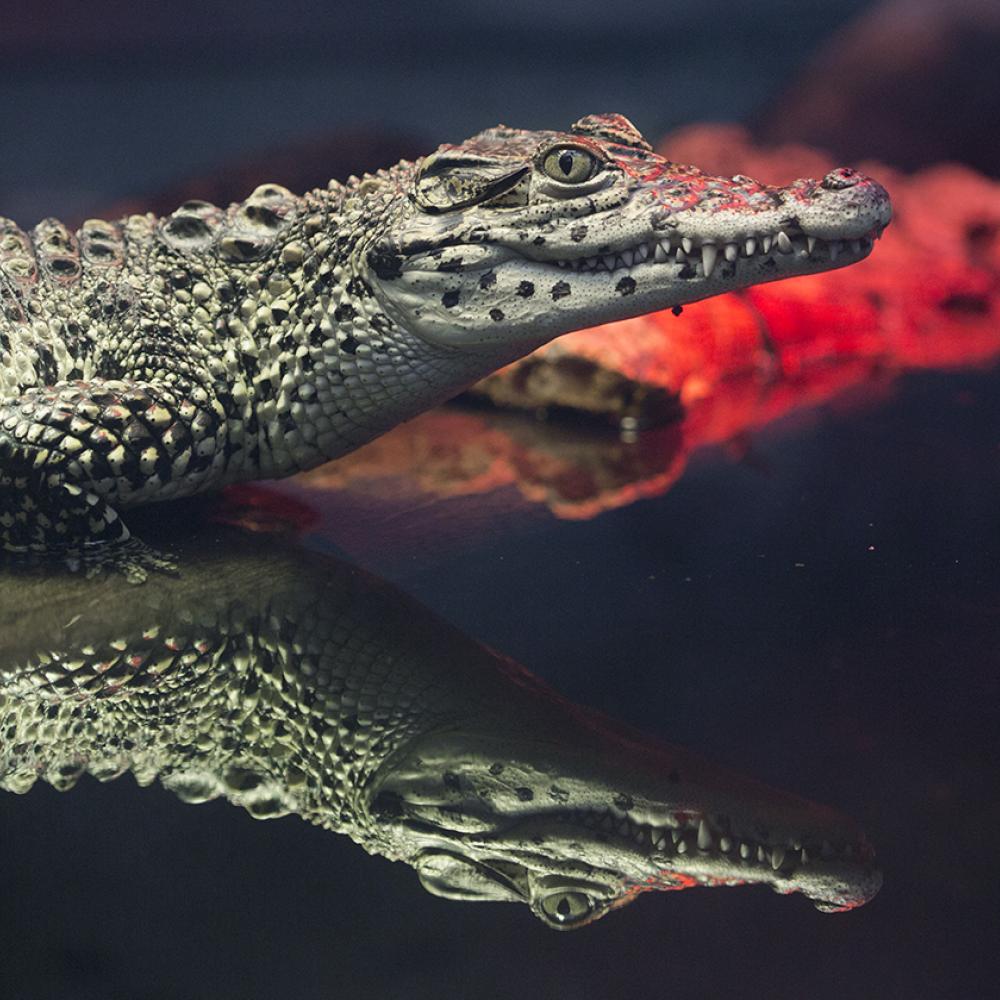 Cuban Crocodile