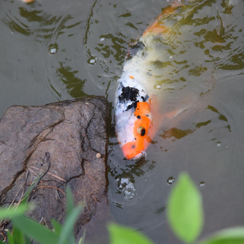 An orange and white Japanese koi fish swimming in a pond