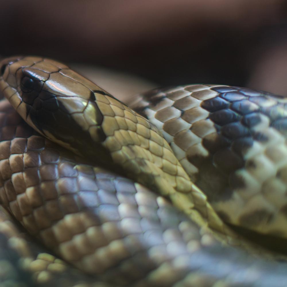 A snake with light brown, black and gray stripes, called a false water cobra, coiled up with its head resting on its body