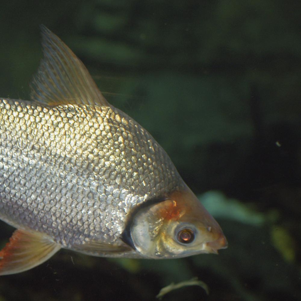 Silver fish with orange tint to fins