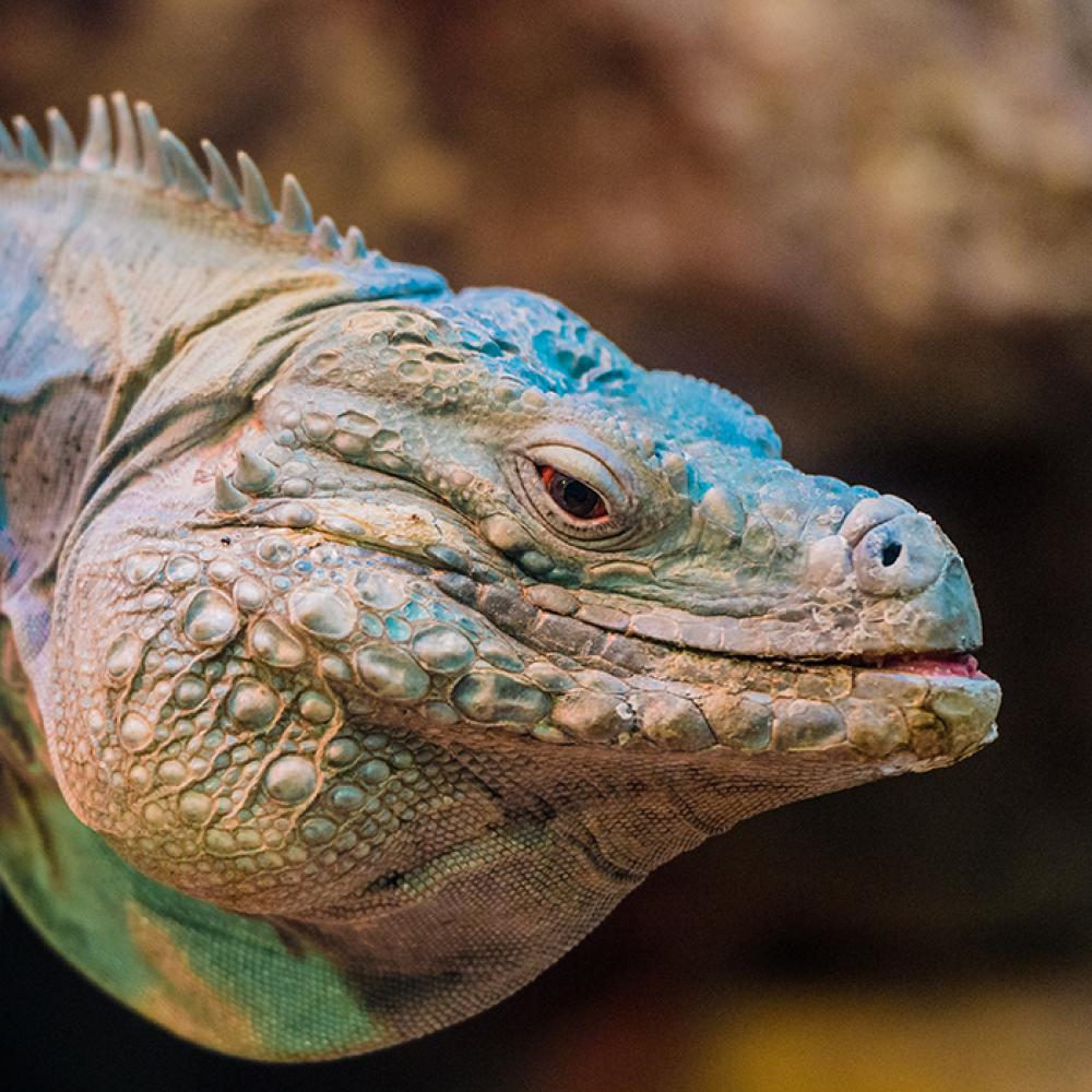 Cayman Island blue iguana