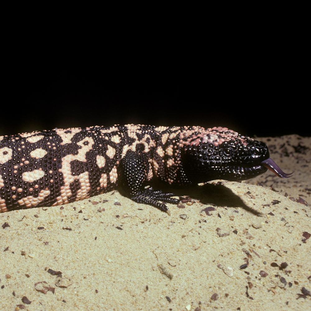 Large variegated black and pink lizard with prominent and numerous beads on the oily-looking skin