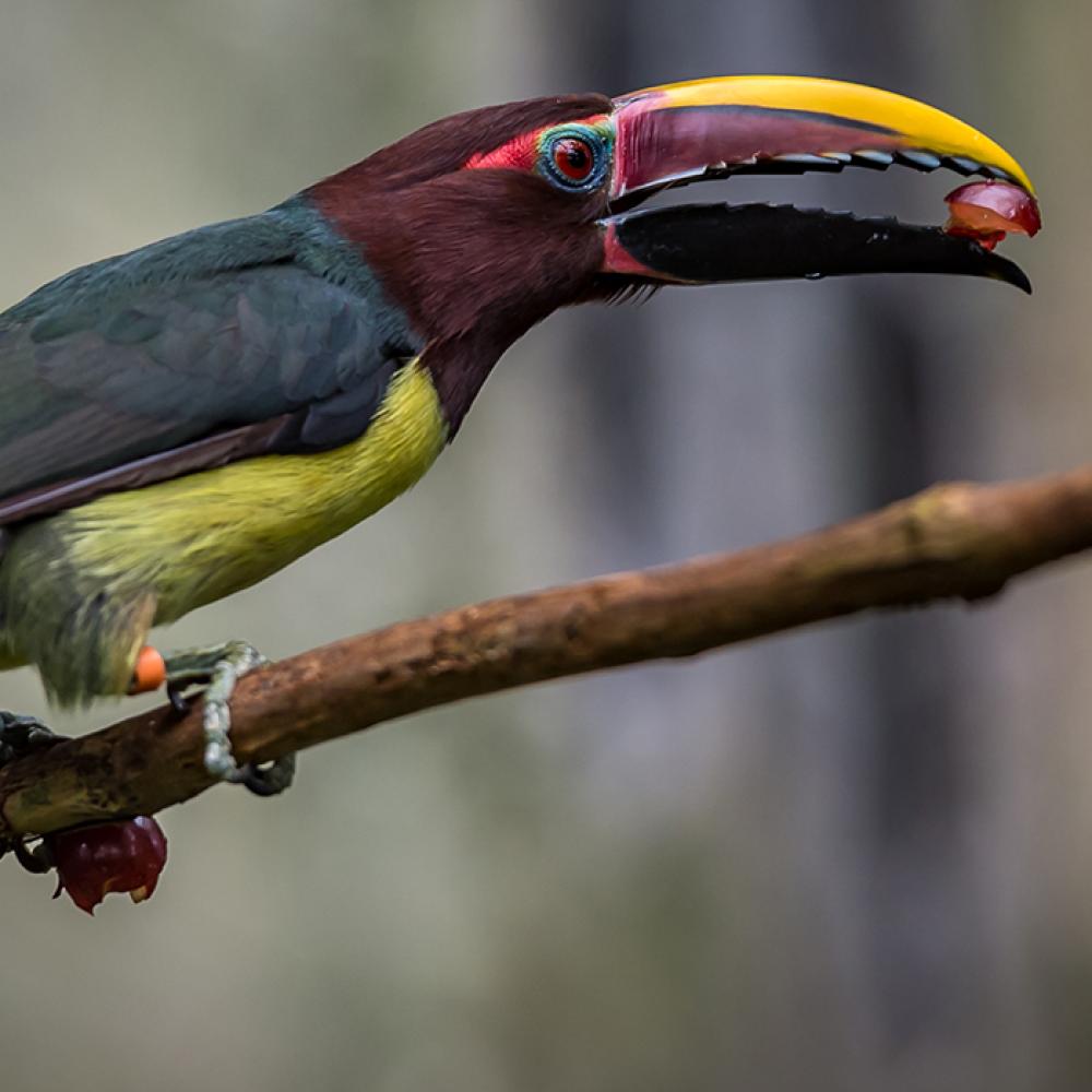 A colorful bird with a large bill, called a green aracari,perched on a branch