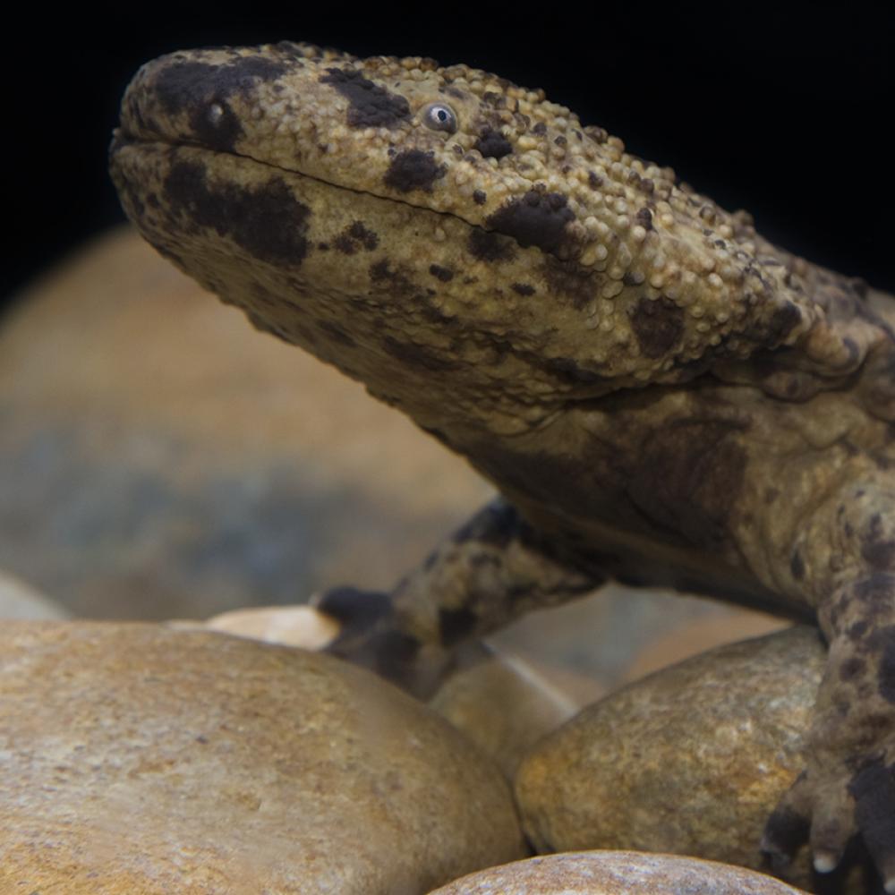 Side view of a large salamander showing the front legs
