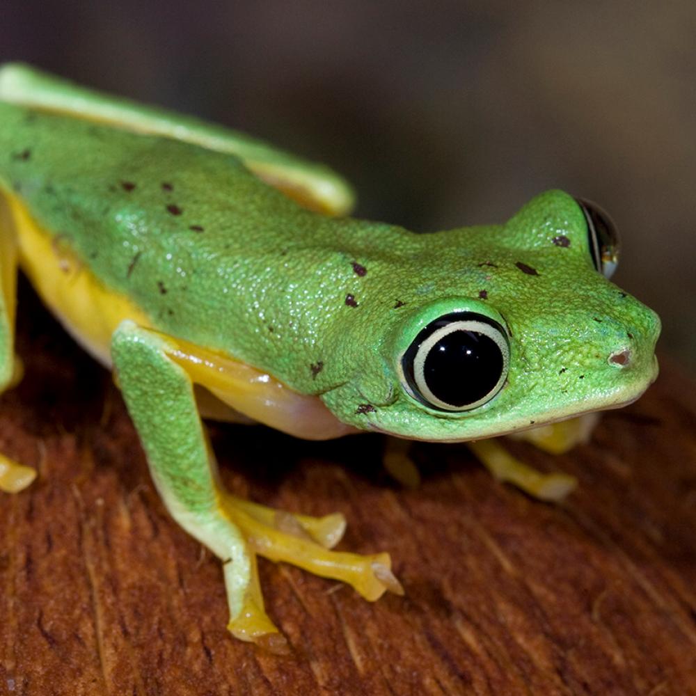 Brilliant lime green frog with yellow accents on its flanks and toes. Its eyes are huge and black with a narrow pale white iris