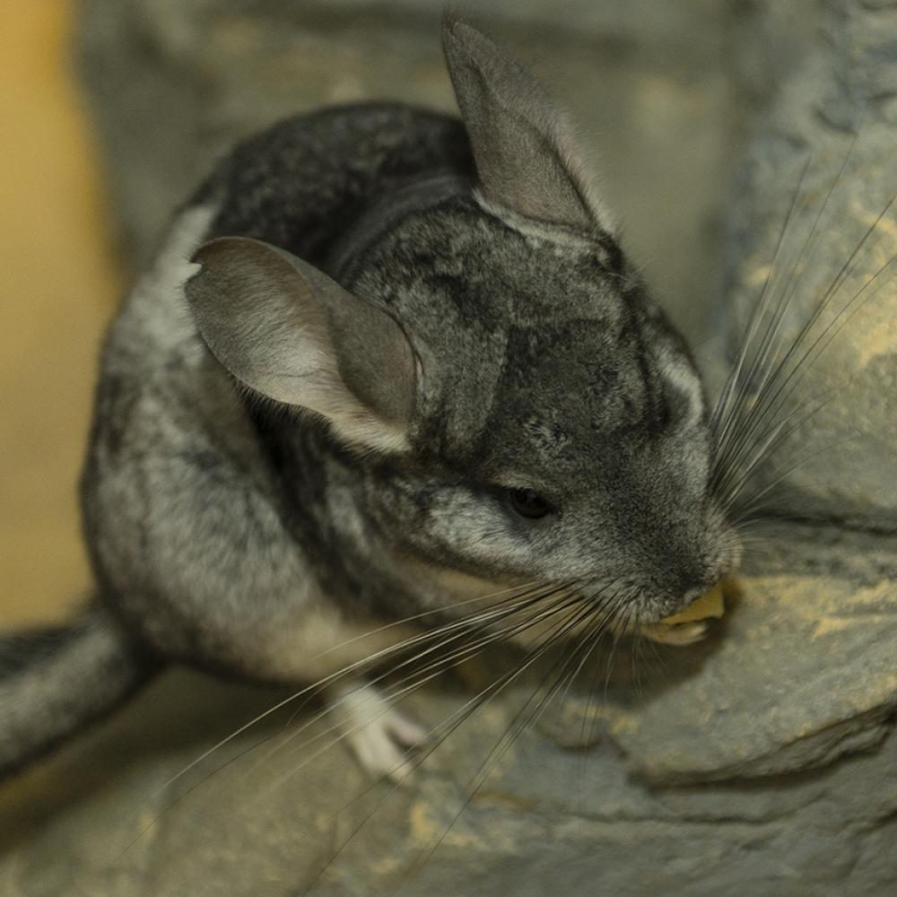Luxuriant soft gray fur on a small mammal