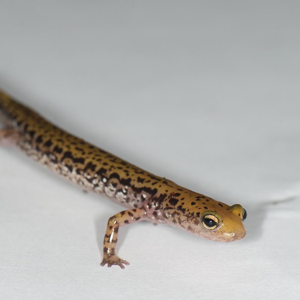 A long skinny yellow salamander with intricate black markings scattered about