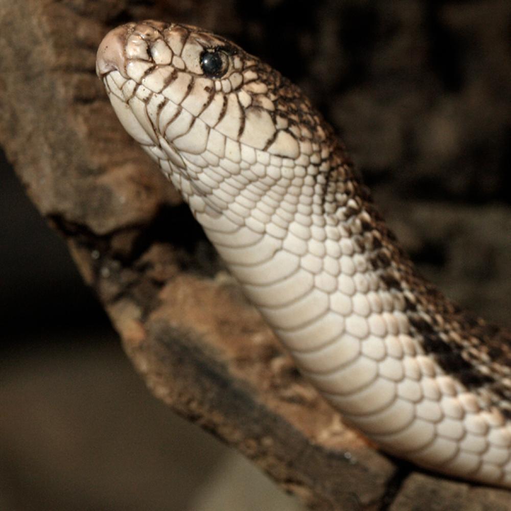 A northern pine snake, with its head and neck lifted