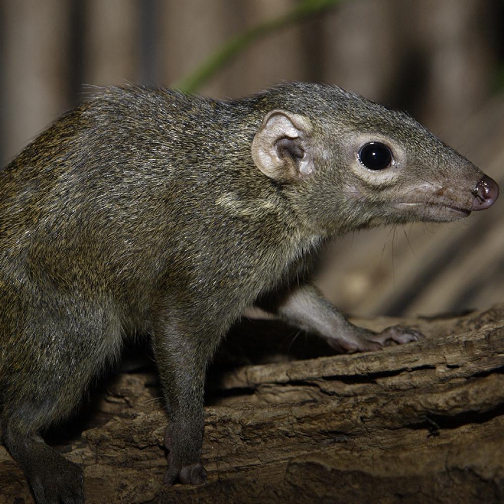 A bushy tail and a long snout on a grayish-black furry animal