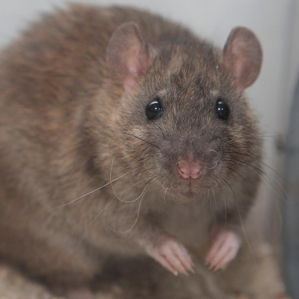 Small brown rodent with beady eyes, small ears, and a long tail