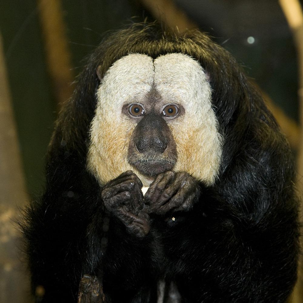 Black body and central face with enormous white patches on the face. The fingers are long and fine