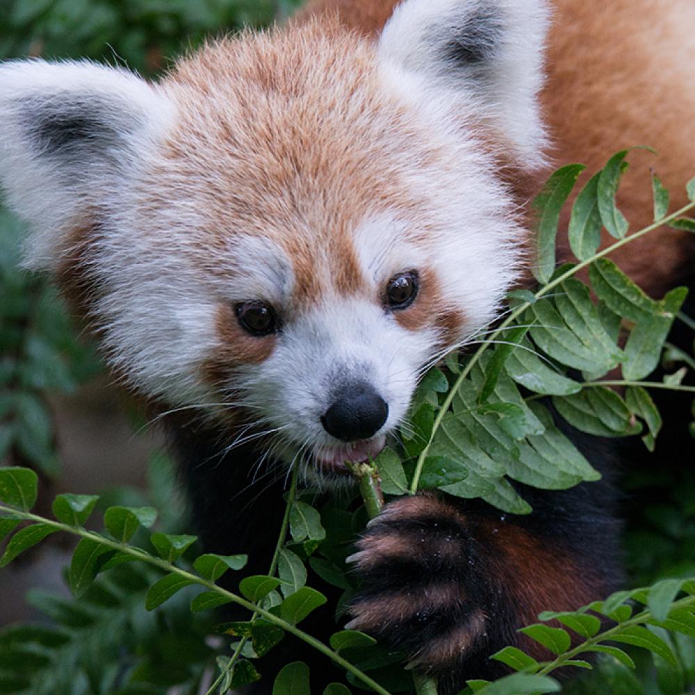 A red panda standing in a tree, using its front paw to hold a branch and eat leaves