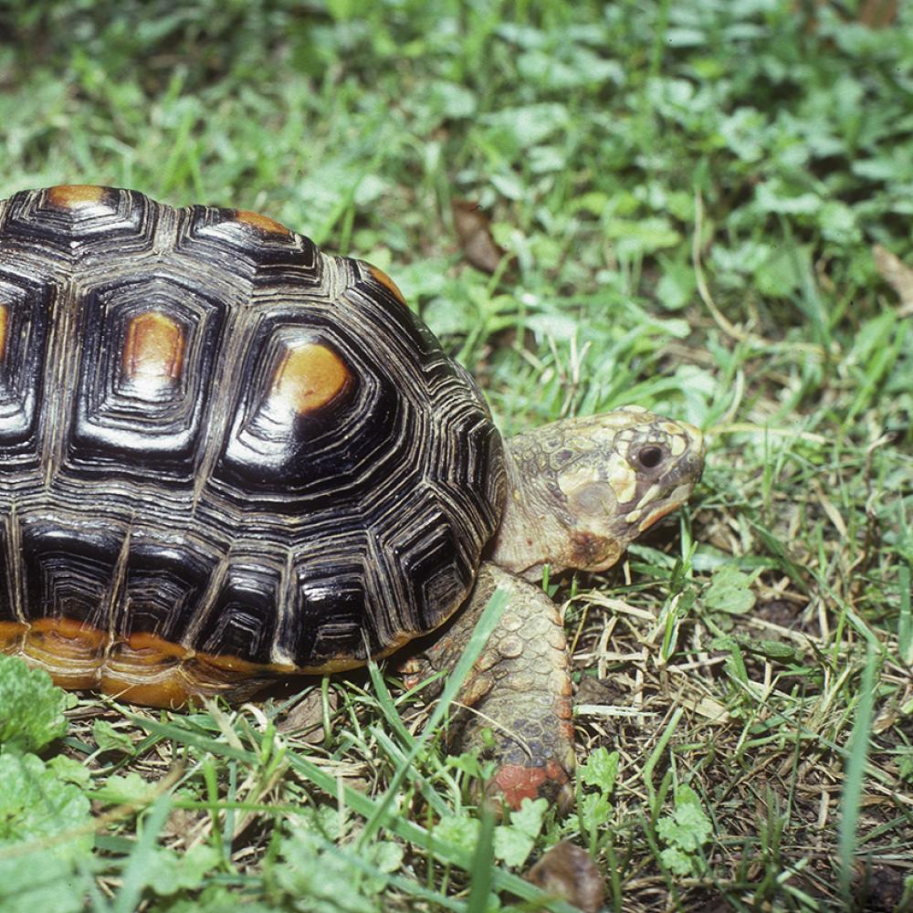 Blackish-shelled tortoise with a long shell. Each scute on its back has a rectangular, yellow center