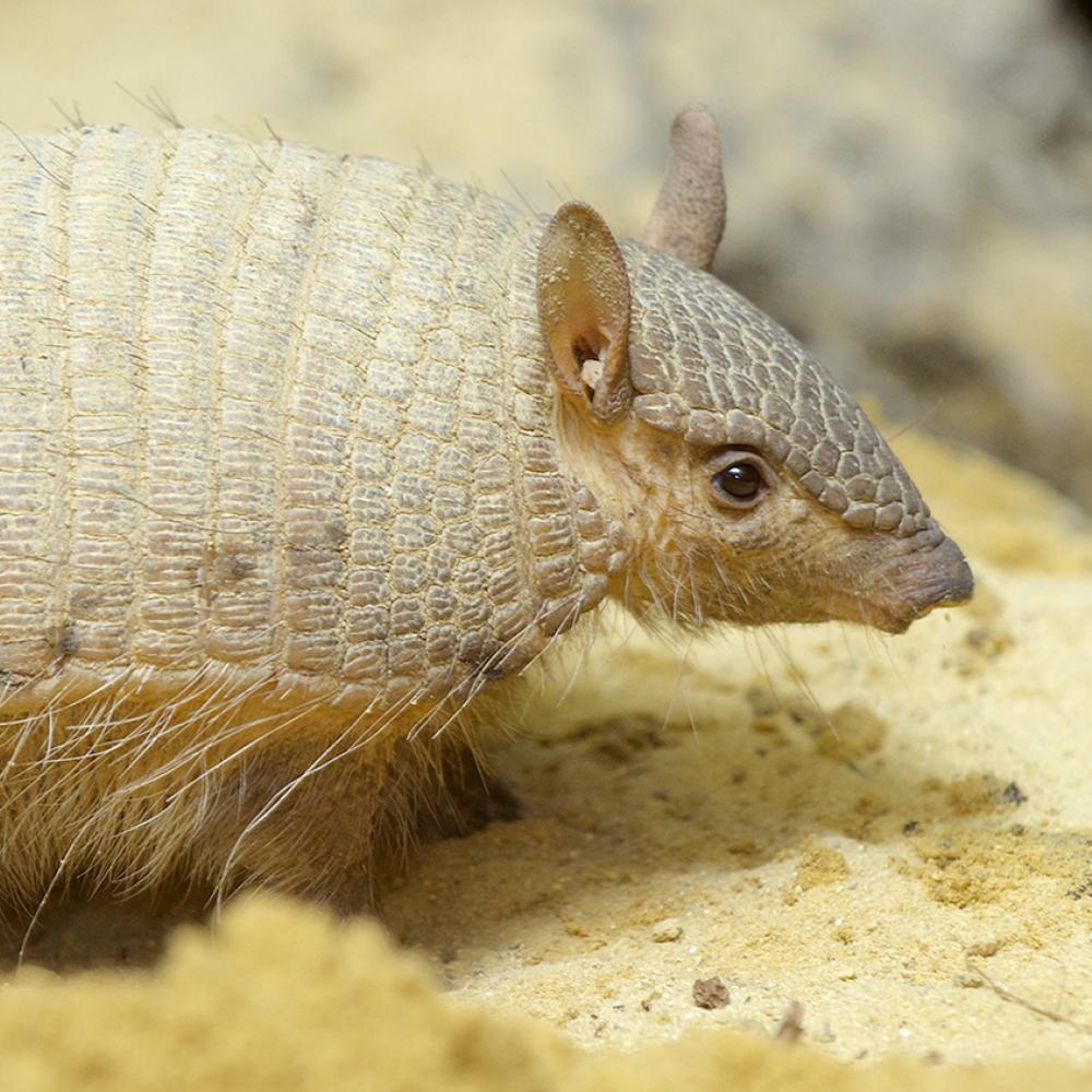 small armadillo with a pale tan coloration