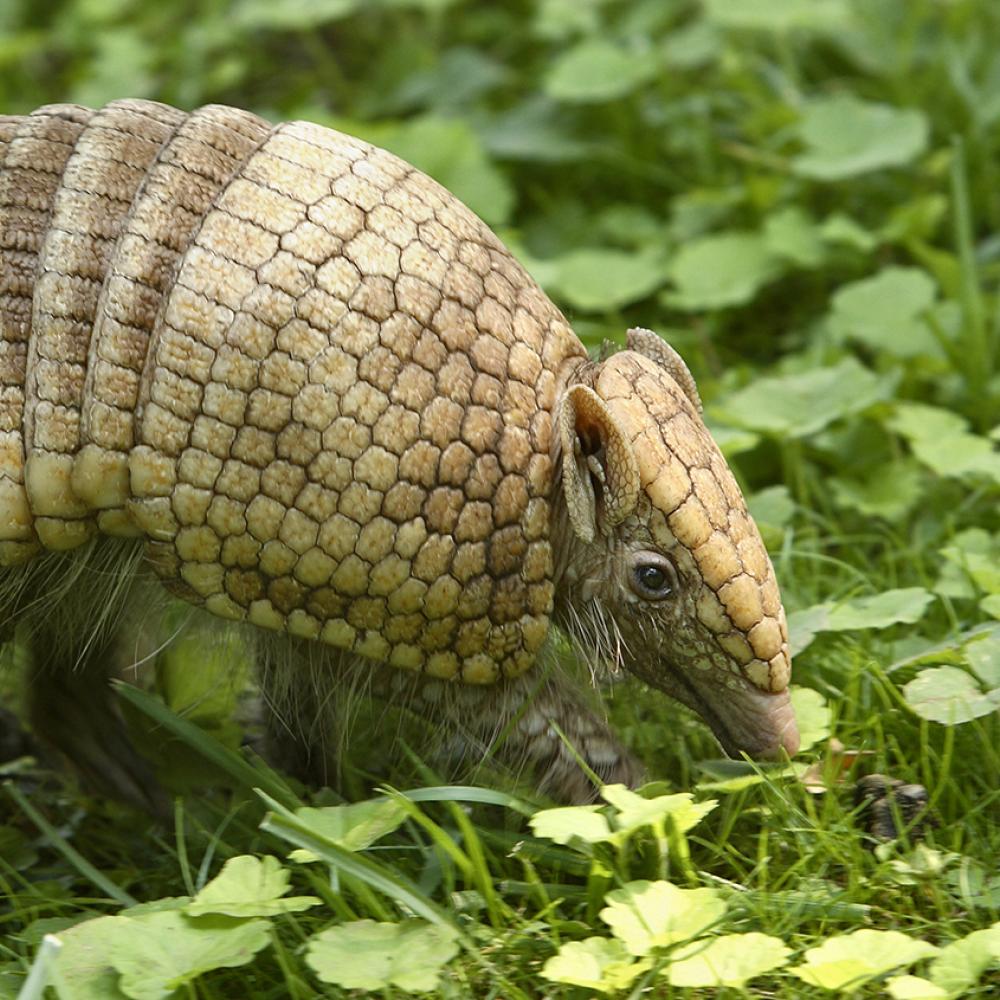 La Plata three banded armadillo