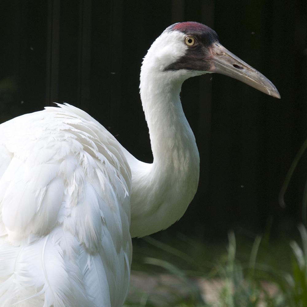 Very large pure white bird with reddish crown and black moustached and long pointed bill