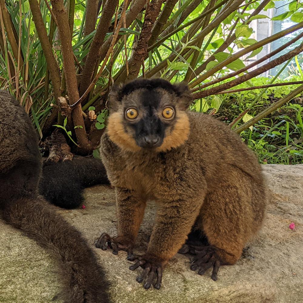 Two collared brown lemurs stand together on a large rock with grass and a shrub in the background
