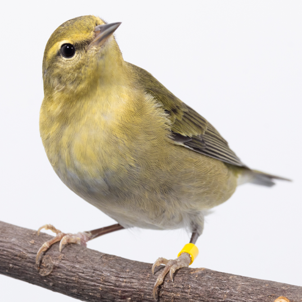 Front-side profile of a Tennessee warbler, a small songbird with yellow and gray plumage.